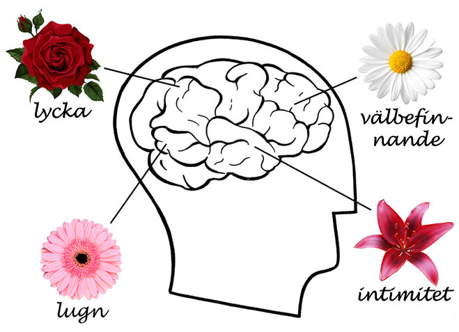 Vetenskaplig studie om blommors påverkan på vårt emotionella välbefinnande